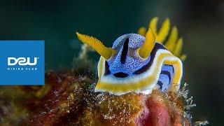 D2U club - Дайвінг клуб - Підводний макро всесвіт - Голожаберник Chromodoris Annae