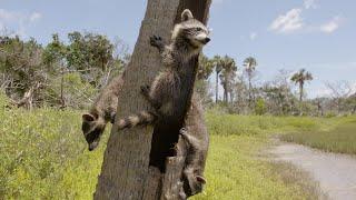 El MAPACHE, el rey de la supervivencia | DOCUMENTAL de ANIMALES | Somos Documentales