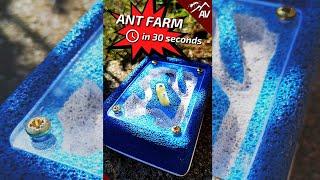 How to make an Ant Farm from Ytong - in 30 seconds! #Shorts