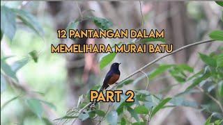 12 Pantangan dalam Memelihara Murai Batu Part 2