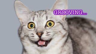 Funny cats on the groove
