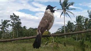 SUARA BURUNG KUTILANG GACOR KERAS DAN JERNIH SANGAT COCOK UNTUK SUARA PANGGILAN.