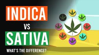 Cannabis Indica vs Cannabis Sativa: Whats the Difference?