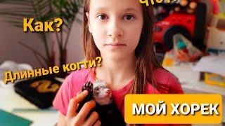 Хорек | Стригу ногти | Жизнь С Хорьком | Мой Канадский Питомец