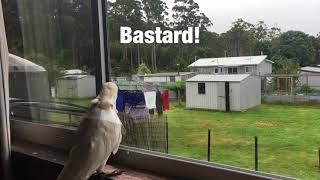 bastard in the yard