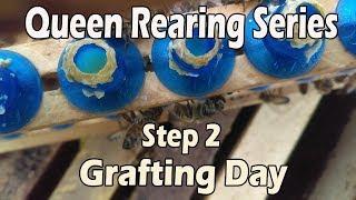 JC's Queen Rearing Series...Grafting Day...Step 2