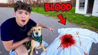 MY PUPPY FOUND BLOOD...