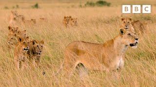 Revisiting a lion pride 15 years on | Lion: The Rise & Fall of Marsh Pride - BBC