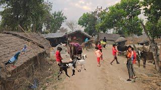 The Life of Poor People in The village is Really Happy India Uttar Pradesh Beautiful Life Trevels