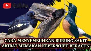 MENYEMBUHKAN BURUNG SAKIT AKIBAT MEMAKAN KAPER/KUPU BERACUN