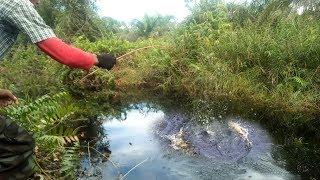 najur pakai umpan ikan hidup dapatnya monster parit