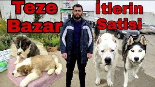 Teze Bazar İtlerin Satisi #dogoargentino #pitbull #tezebazar #elixezer