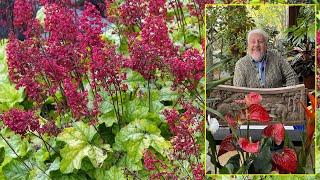 HEUCHERA ET TIARELLA, VIVACES FACILES, AUX FEUILLES DE TOUTES COULEURS. Le Quotidien du Jardin N°337