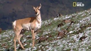 Les antilopes d'Amérique