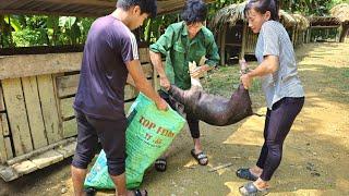 Sell farm pigs, fence around banana gardens. animal care ; farm building / Bàn Thị Diết