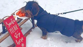 Merry Christmas from Dachshund Teddy 