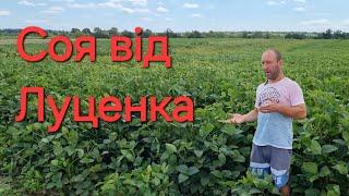 Луценкова соя на Рівненщині.