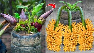 Techniques for Grafting Banana Tree Using Banana Fruit Get amazing results | Grafting Banana Tree