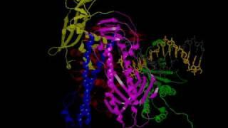 RB69 DNA Polymerase Transition from Replicative to Proofreading modes