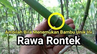 Ambilah Bila Menemukan Bambu Unik Ini !!!Sang  Rawa Rontek