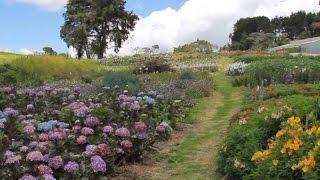 A day in the Life of a Silletero Flower Grower - Medellin Feria Flores- TvAgro by Juan Gonzalo Angel