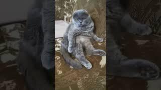 Шотландский вислоухий, 4 года ️ #scottishfold#loveanimals#cat#вислоухий