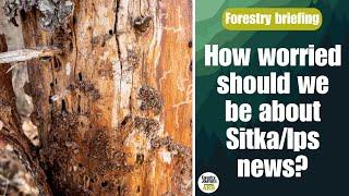 How worried should we be about Sitka spruce and Ips? Forestry Briefing