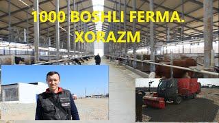 1000 boshli ferma. XORAZM. Quruq go'ng separatori.