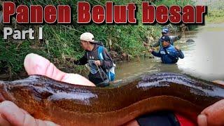 PANEN BELUT DI SARANG NYA BELUT MONSTER TERBARU-Rnc Petualang