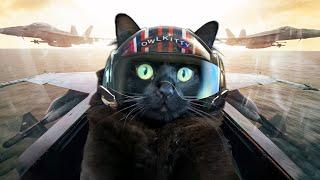 Top Gun with a Cat