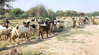 Goats are towards together in group Morning time 