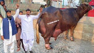 World Best Nili Ravi Buffalo Breeder Haji Shaukat Doggar of Multan #buffalo #farming #cow #bhains