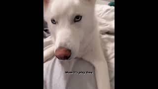 no bedtime. let's play mom  #clipstv #funny #husky #dog