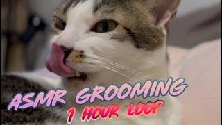 Cat Grooming ASMR with Bucket 01 (1 hour loop)