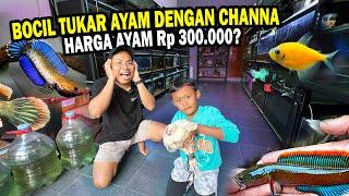 AYAM 300RIBU? BOCIL TUKAR CHANNA ANDRAO, LIMBATA DAN GLOFISH DENGAN AYAM