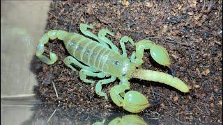 Israel gold scorpion (Scorpio maurus palmatus) feeding mealworm