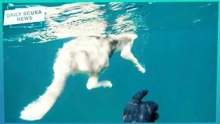 Daily Scuba News - Stryda Nearly Gets Eaten!