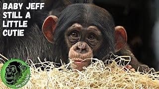 Sweet Baby Chimp In His Little Nest #babyanimals