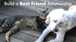 How to Make Your Cat and Dog Best Friends