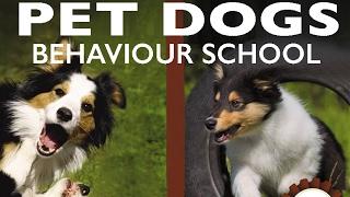 PET DOGS Behaviour School - 7. Positive reinforcements