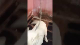 labrador dog  dog lover  labrador retriever  boop boop boop  cute labrador dog #you tube short