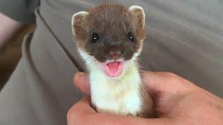 Two Rescued Stoats Journey to Freedom | Rescued & Returned to the Wild | Robert E Fuller