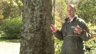 Mature Tree Pruning