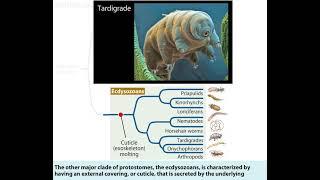 An overview of the Protostomes