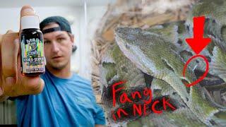 Pulling a Fang Out of a Venomous Snakes Neck!