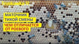 #Bees. Silent womb change. How to understand that this is not swarming !!! What do the queen cells?