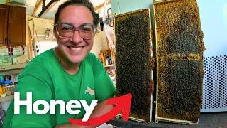 Long Langstroth Beekeeping Update & (small) Honey Harvest | Beekeeping VLOG