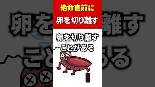 【ゴキブリ】絶命直前に卵を切り離す #shorts