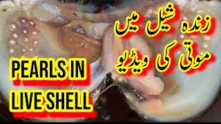 Natural Pearls in live Oyster (Shell) @NatureWorld92  سچے موتی زندہ شیل میں