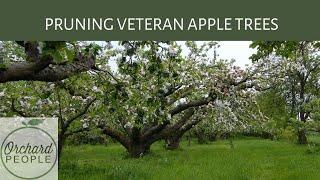 OLD APPLE TREE PRUNING with Orchard Educator Bob Lever 